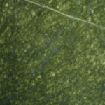 IMPERIAL GREEN