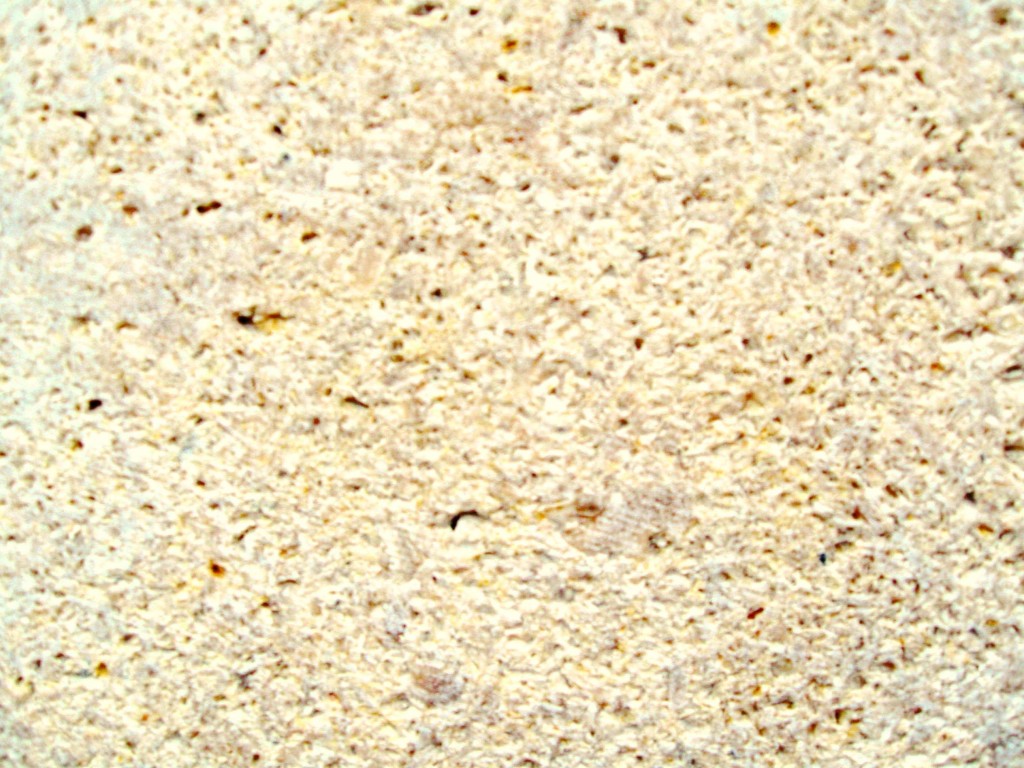 3CM PERMIAN SEA CORAL