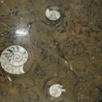 FOSSIL BROWN